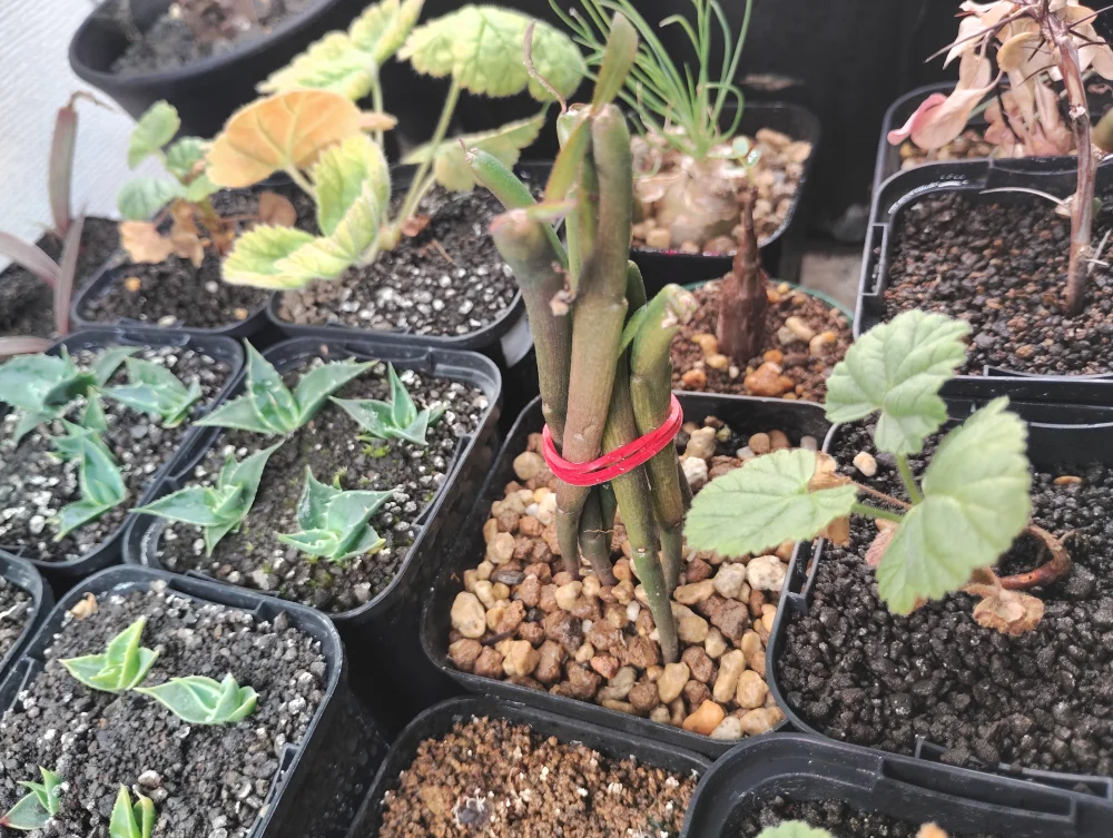 Euphorbia tirucalli (ユーフォルビア ティルカリー)