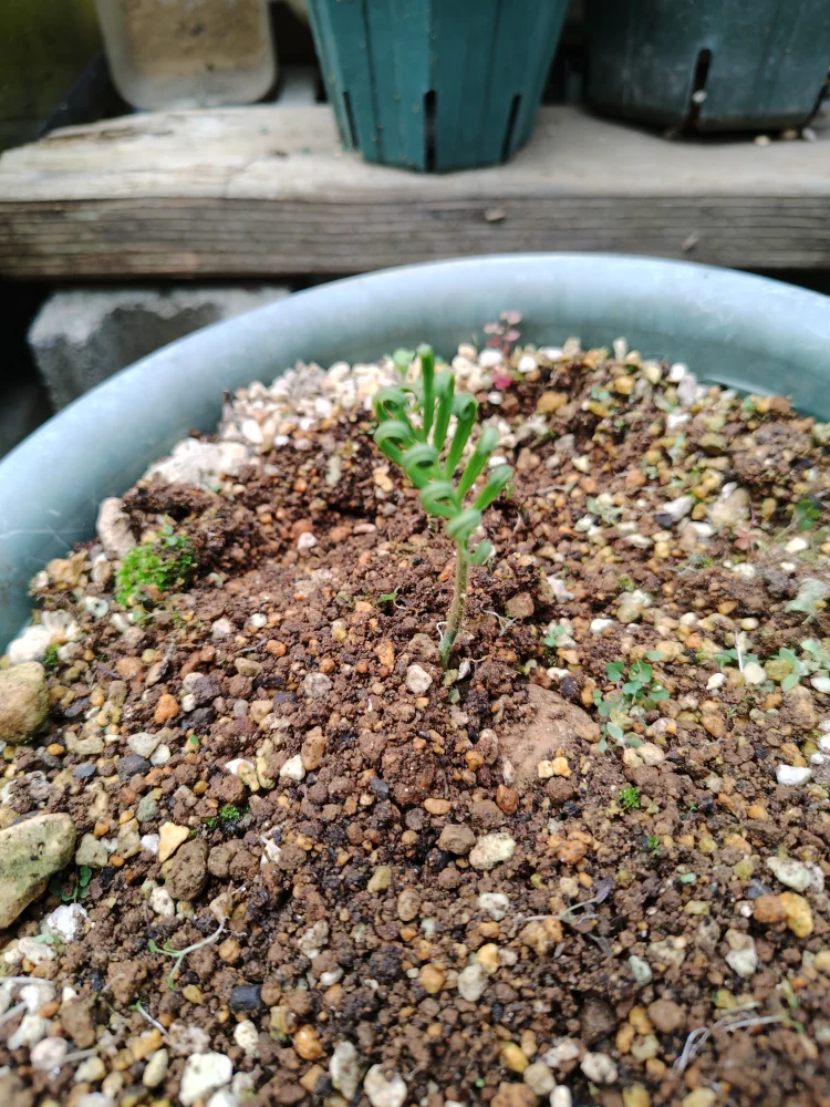 Cycas revoluta (サイカス レボルタ)
