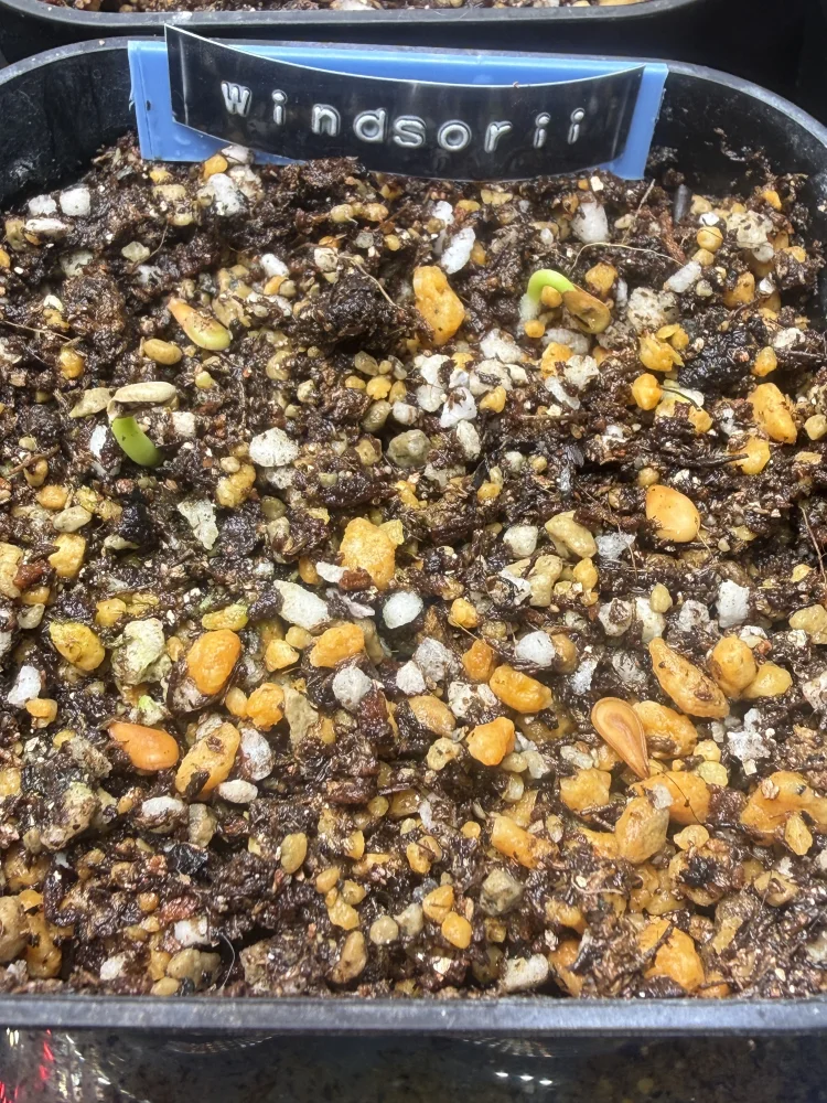 Pachypodium windsorii (パキポディウム ウィンゾリー)