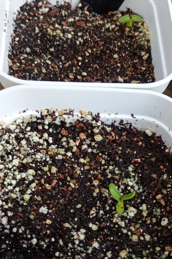 Pachypodium rosulatum var. eburneum (パキポディウム エブレネウム)