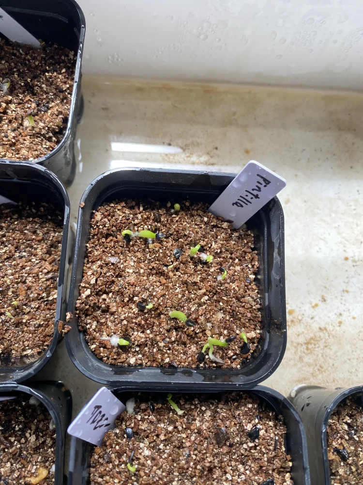 Agave pintilla (アガベ ピンティラ)