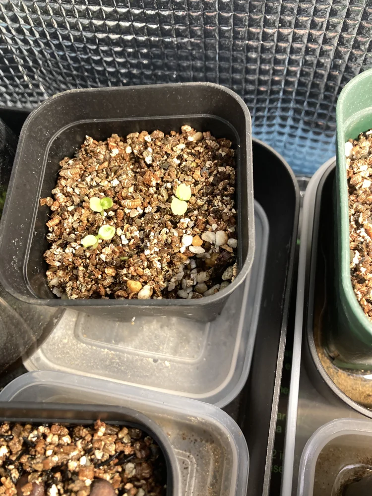 ドルステニア ホルウッディハイブリッド Dorstenia horwoodii  hybrid