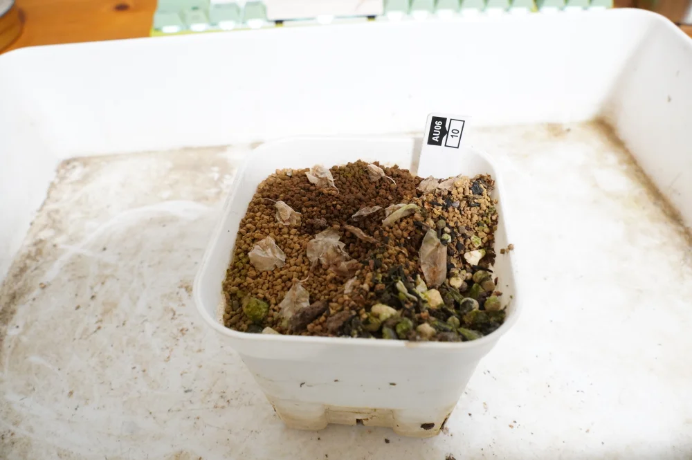 Didierea madagascariensis (ディディエレア マダガスカリエンシス)