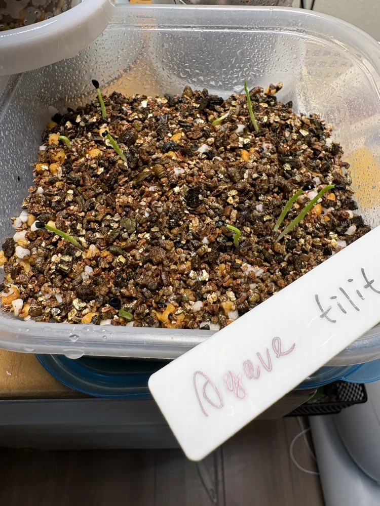 Agave filifera (アガベ フィリフェラ)