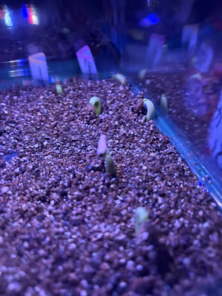 Adenium DDC X Super red (アデニウム)