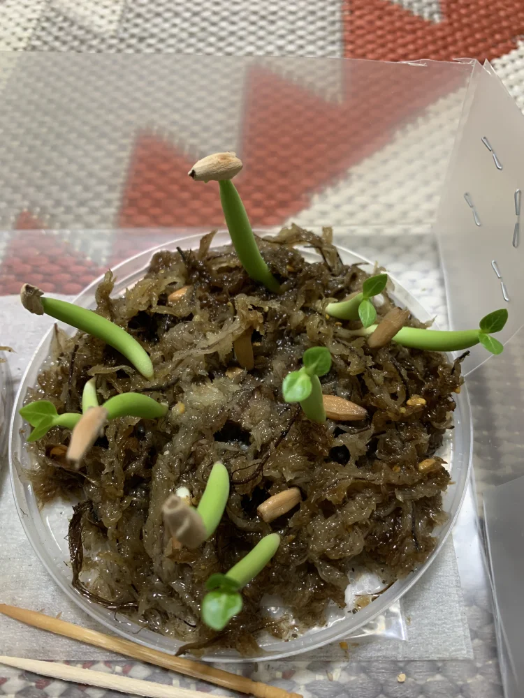 アデニウム アラビカム ブラックジャイアント Adenium arabicum black giant