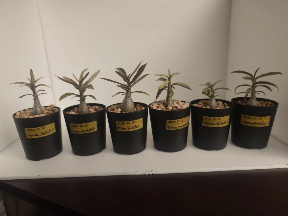 Adenium somalense  Nova Tanzania (アデニウム ノヴァ タンザニア)