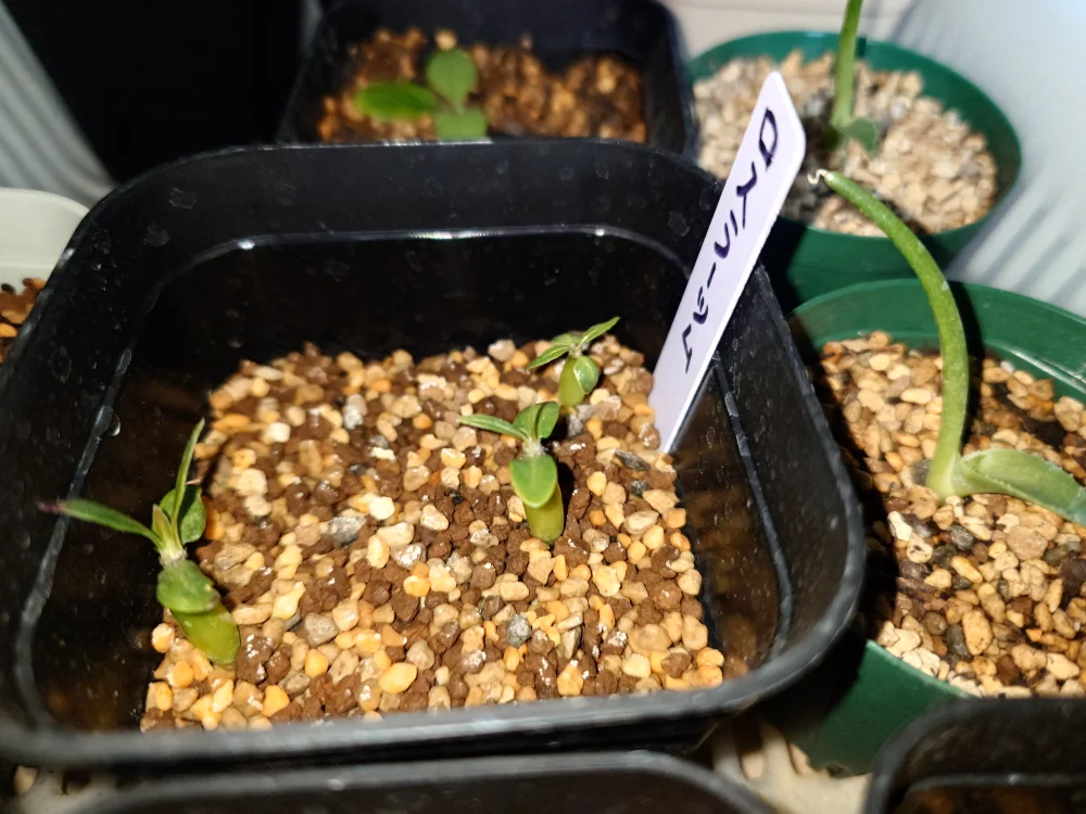 Pachypodium rosulatum (パキポディウム ロスラーツム)