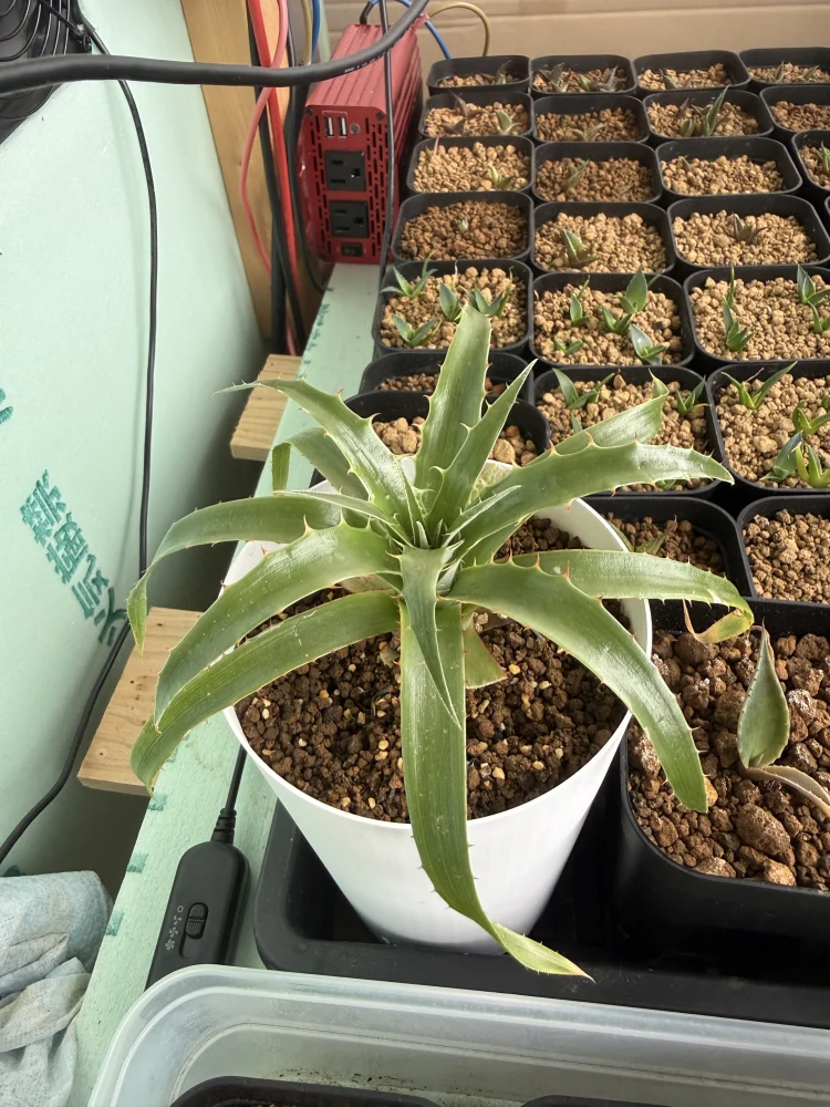 Puya weddelliana (プヤ ウェデリアナ)