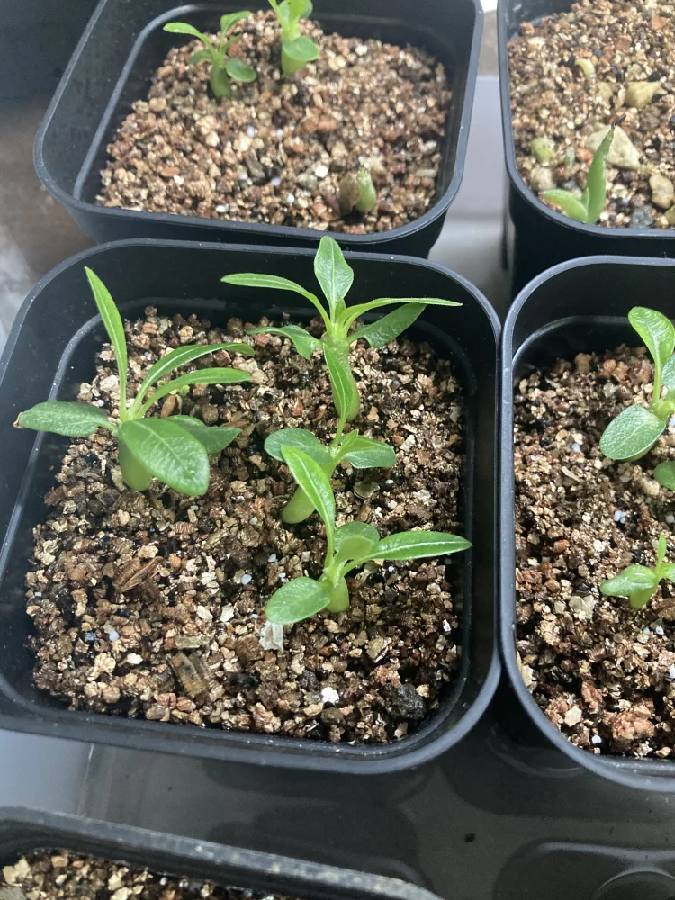 Pachypodium rosulatum var. gracilius Lot. (パキポディウム グラキリス)