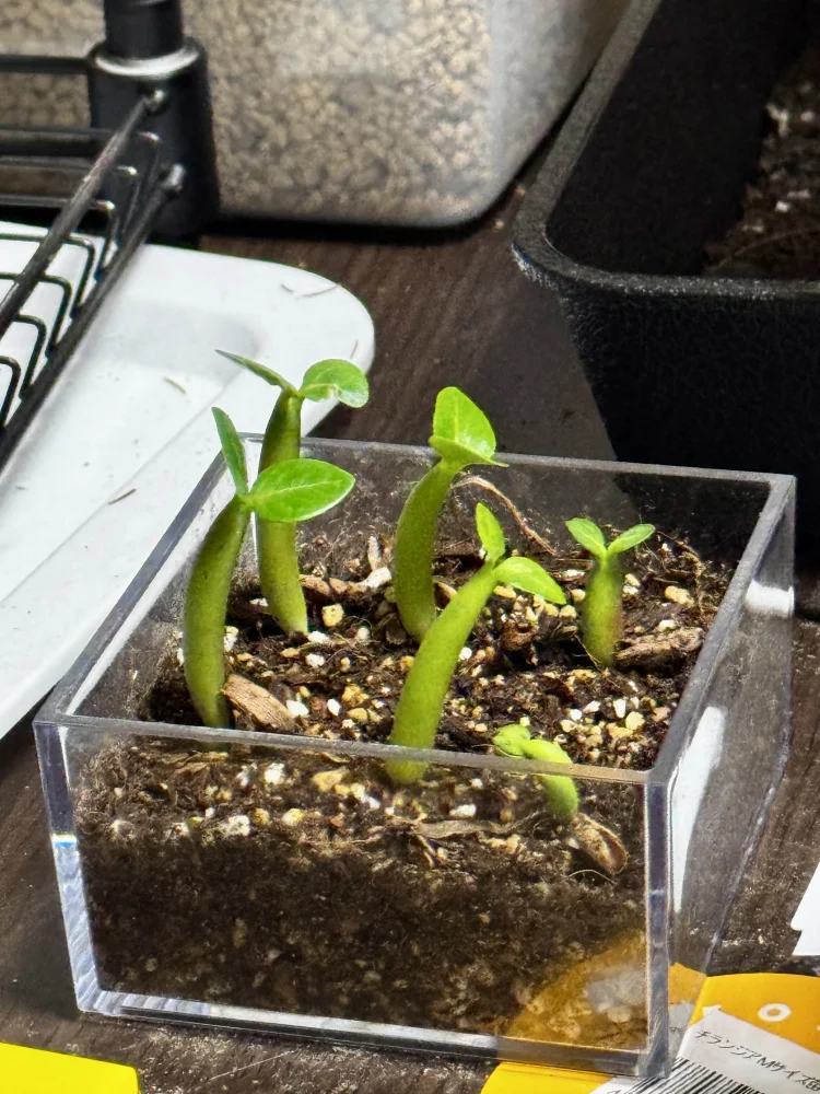 PNW Adenium arabicum phet na wang (アデニウム アラビカム)