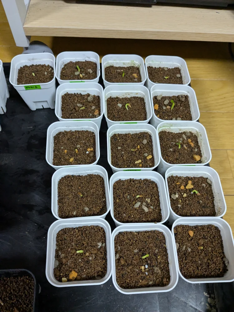 パキポディウム グラキリス Pachypodium rosulatum var. gracilius Lot.2025DEC