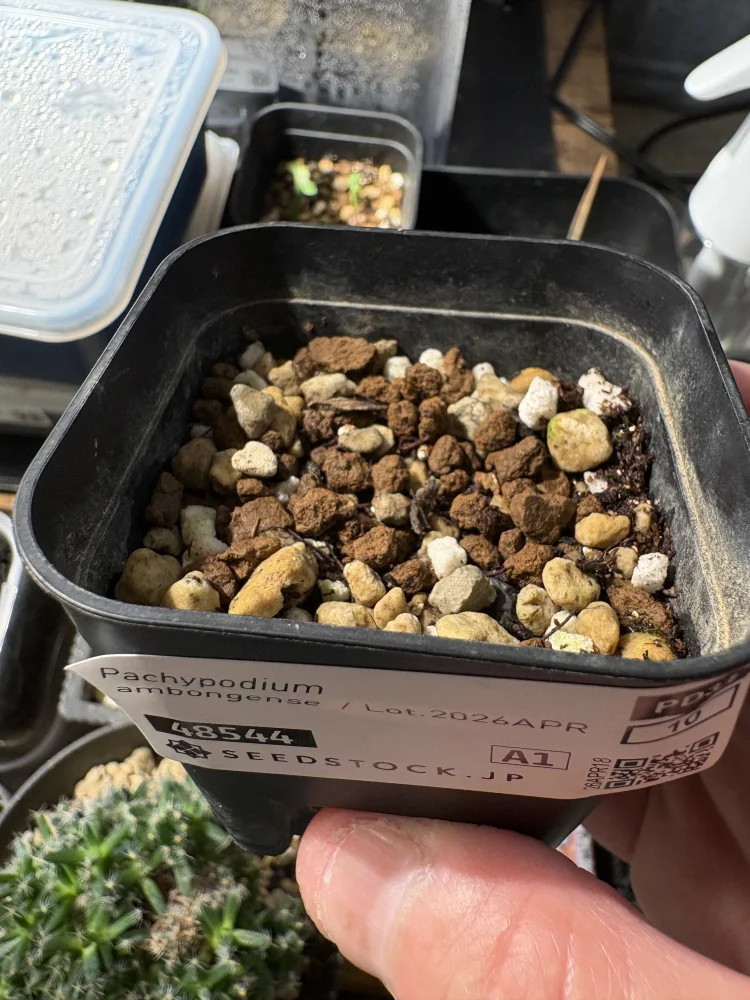 Pachypodium ambongense (パキポディウム アンボンゲンセ)