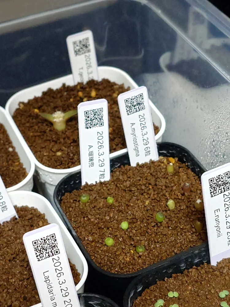 Astrophytum myriostigma (アストロフィツム ミリオスティグマ)