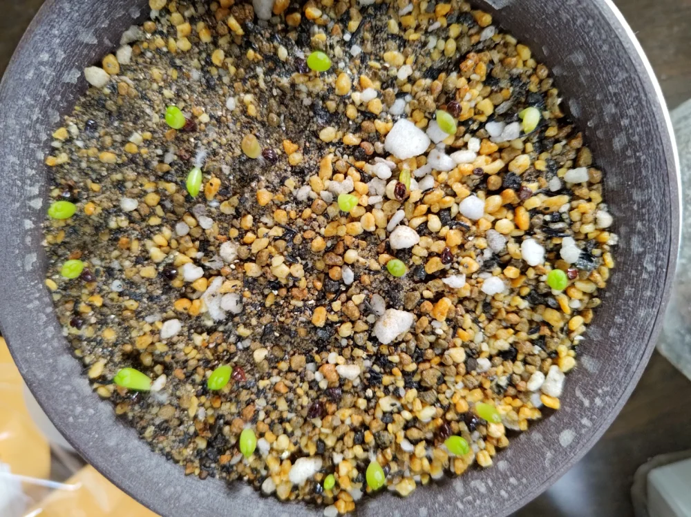 Astrophytum asterias cv. Super kabuto (アストロフィツム スーパー兜)