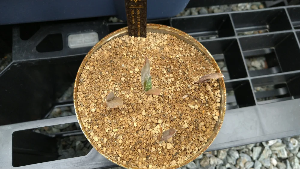 Aloe chabaudii (アロエ チャバウディー)