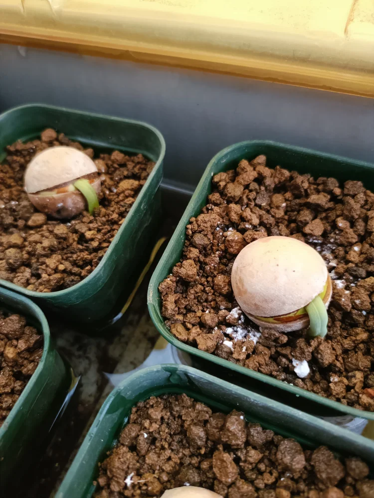 Cycas cairnsiana (サイカス カイルンシアナ)