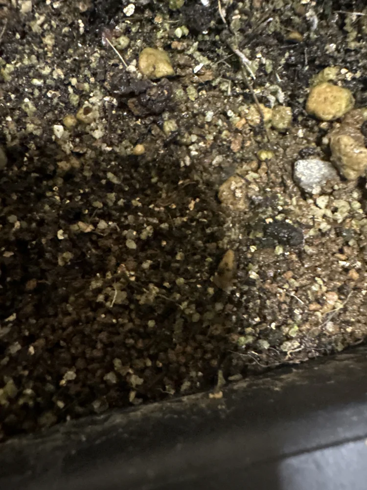 Dorstenia cuspidata (ドルステニア クスピダータ)