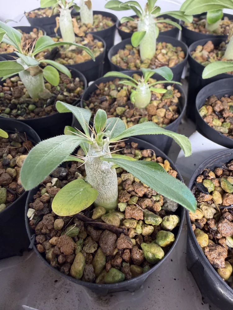 Pachypodium saundersii (パキポディウム サンデルシー 白馬城)