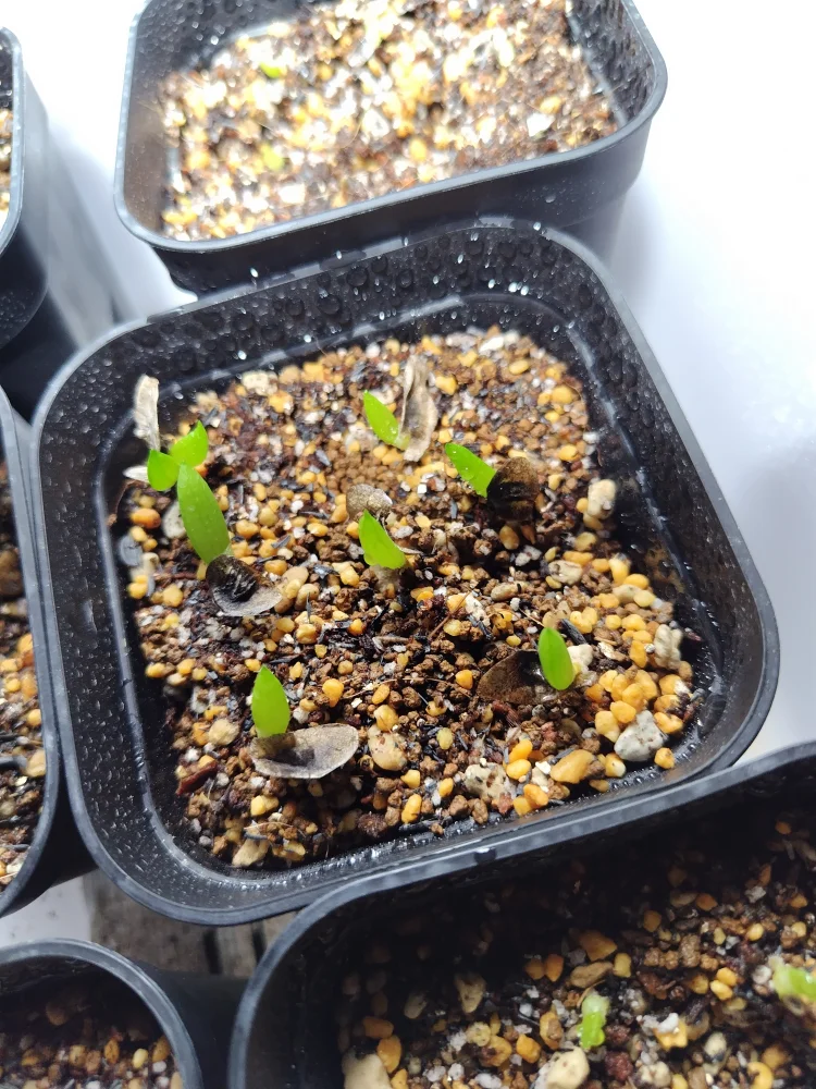 Aloe ramosissima (アロエ ラモシシマ)