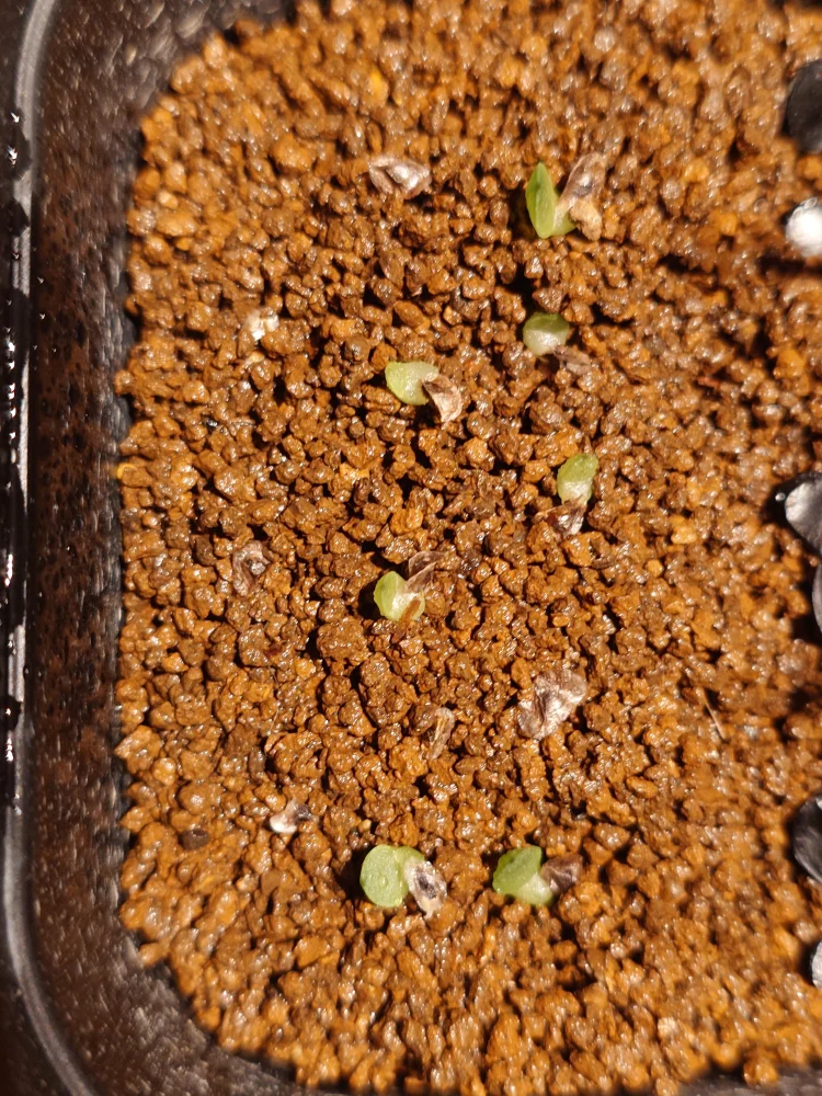 Aloe verdoorniae (アロエ ベルドーニアエ 星霞)