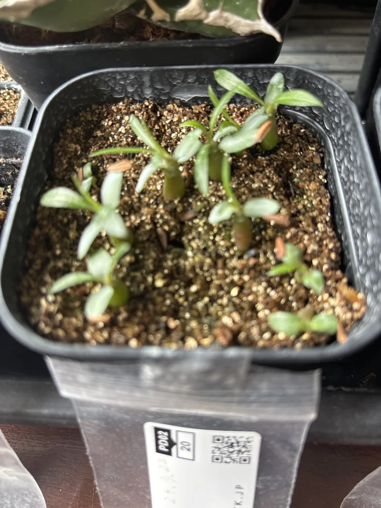 パキポディウム ホロンベンセ Pachypodium horombense