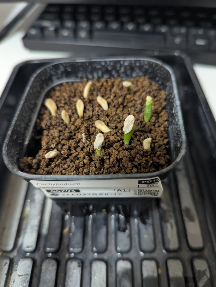 Pachypodium lamerei (パキポディウム ラメレイ)