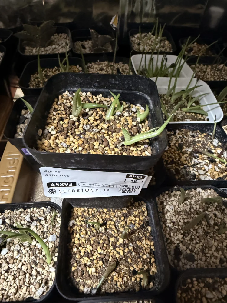 Agave difformis (アガベ ディフォルミス)