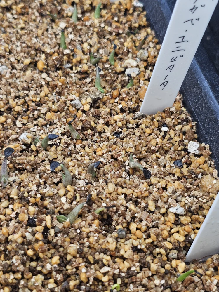 Agave univittata (アガベ ユニビタータ)