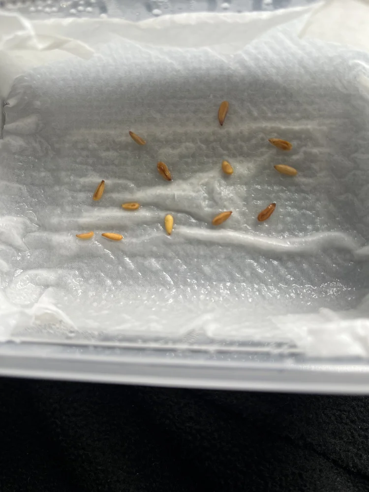 Pachypodium rosulatum subsp. makayense (パキポディウム マカイエンセ)