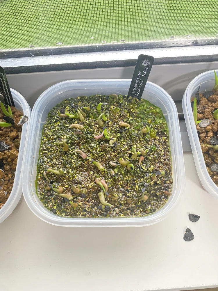 Agave titanota Blue (アガベ チタノタブルー)