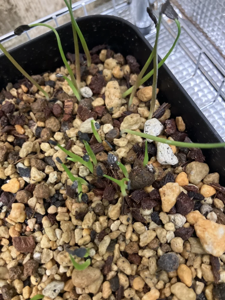 アガベ リオバー Agave lyobaa  (Coyotito)