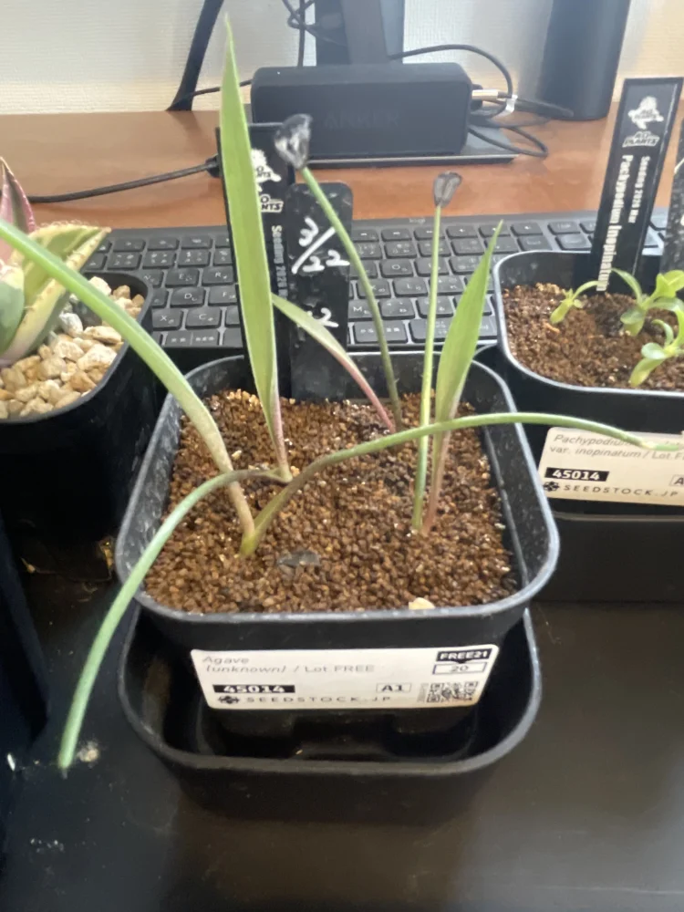 Agave ([プレゼント種子])