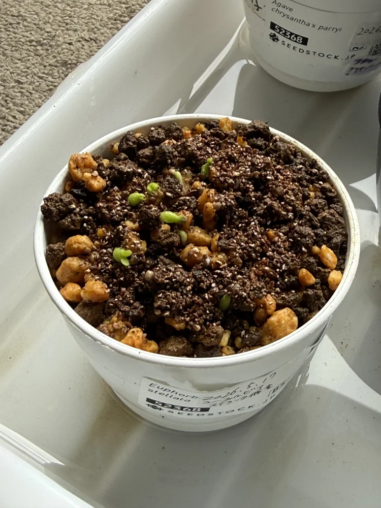 Euphorbia stellata (ユーフォルビア ステラータ 飛竜)