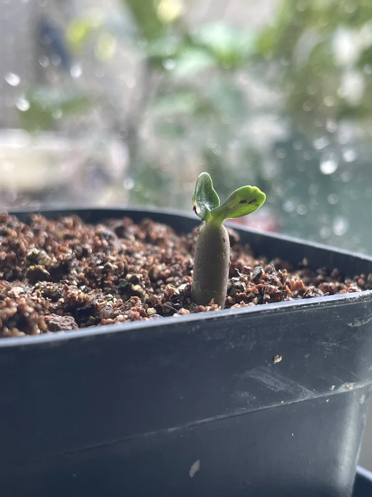 DHA Medusa Adenium DHA Medusa (アデニウム)