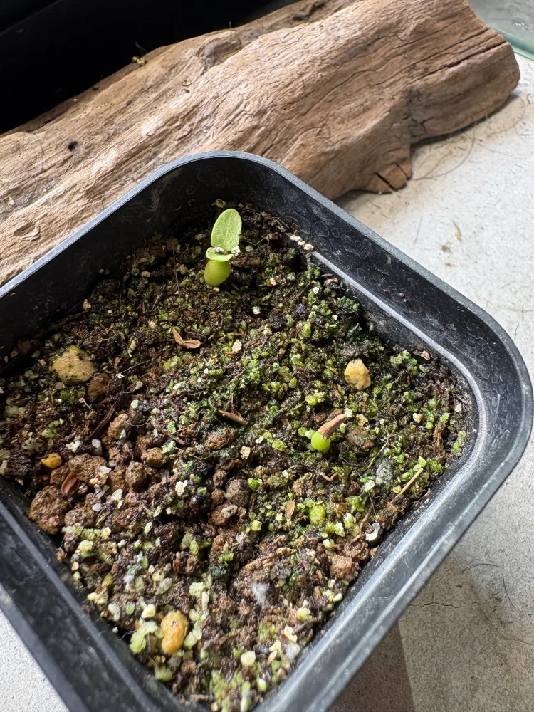 Pachypodium horombense (パキポディウム ホロンベンセ)