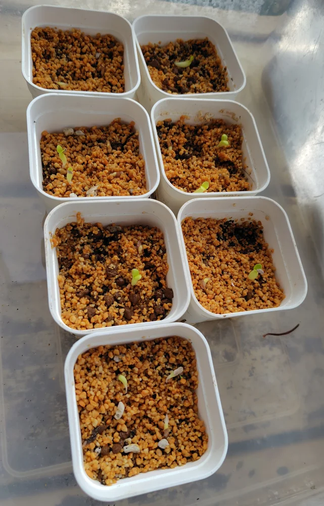 Pachypodium bispinosum (パキポディウム ビスピノーサム)