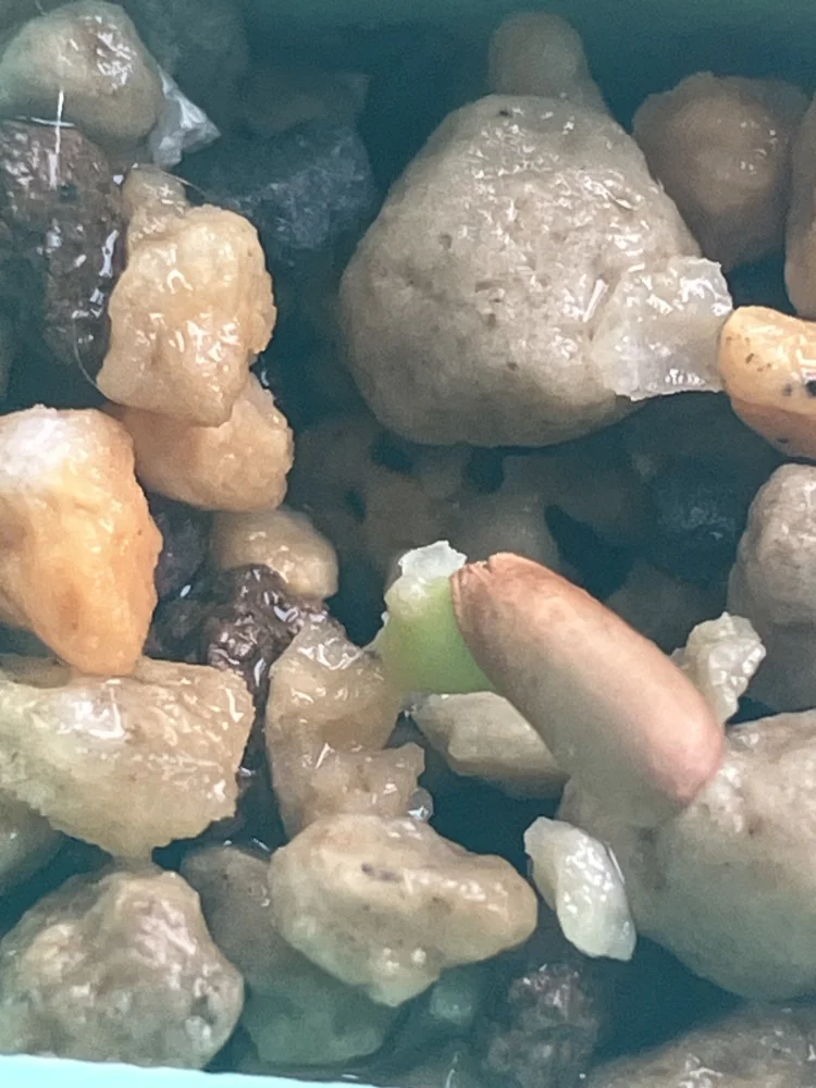 Pachypodium densiflorum var. densiflorum (パキポディウム デンシフローラム)