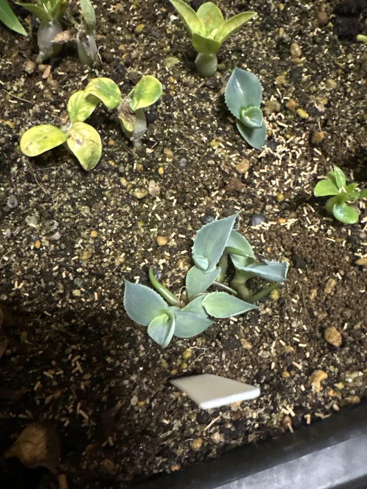 Agave isthmensis (アガベ イシスメンシス)