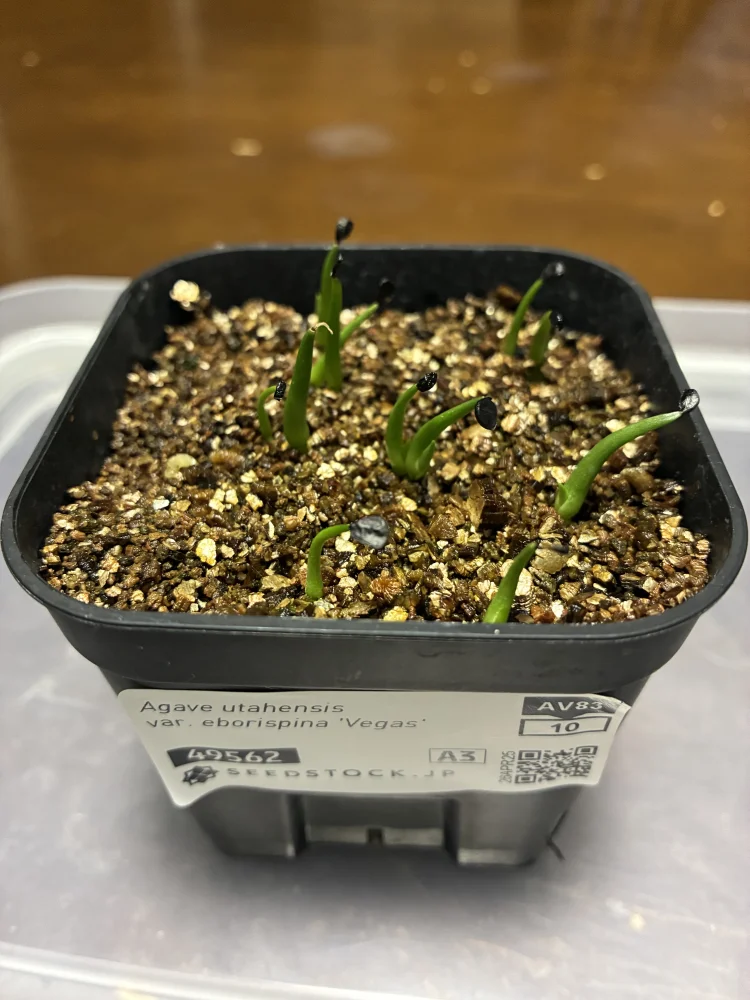 Agave utahensis var. eborispina Vegas (アガベ エボリスピナ ヴェガス)