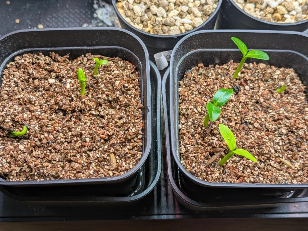 Pachypodium ambongense (パキポディウム アンボンゲンセ)