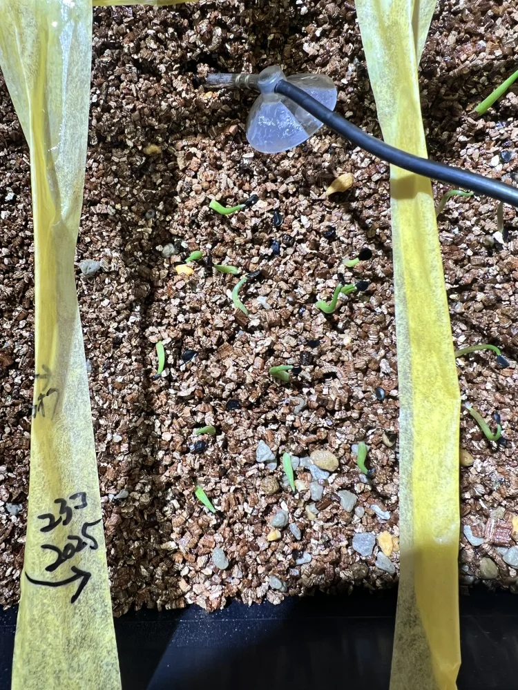 アガベ　オテロイ