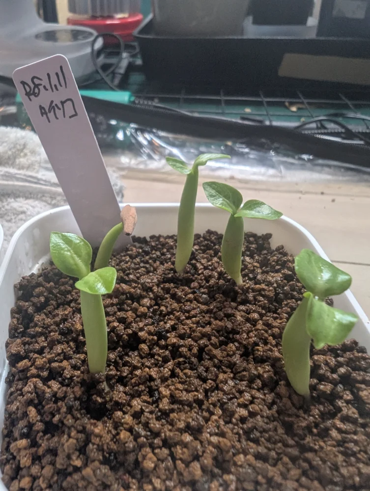 Adenium thai socotranum S1 (アデニウム タイソコトラナムS1)