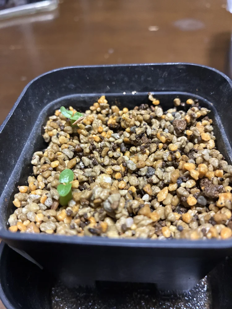 Pachypodium rosulatum (パキポディウム ロスラーツム)