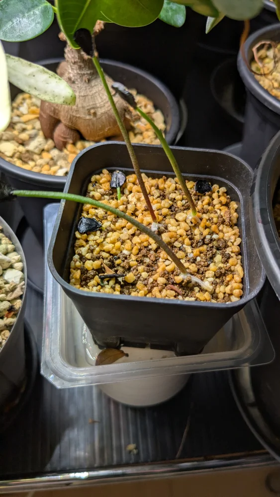 Agave ([プレゼント種子])