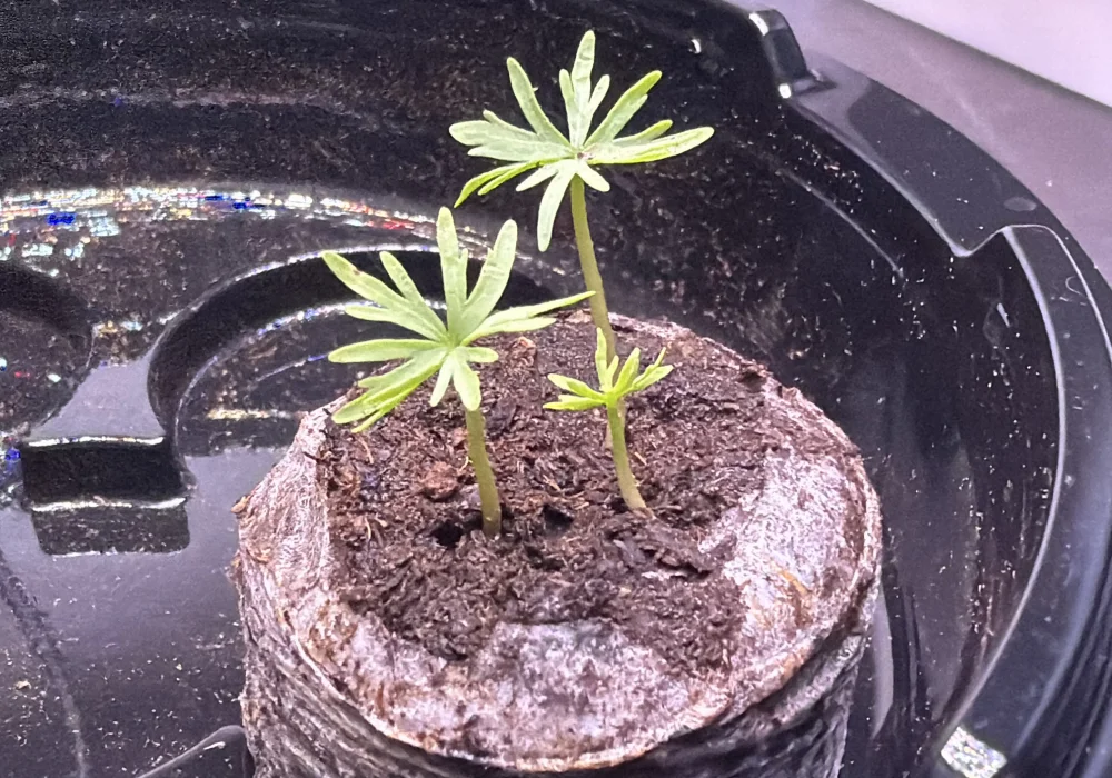 ブルセラ ファガロイデス Bursera fagaroides