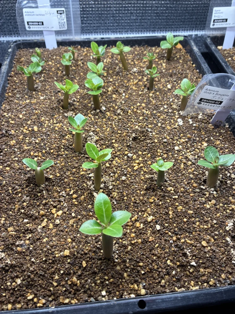 アデニウム ゴッジ x ソンクラー Adenium Godji x Songkhla｜塊根植物 実生 初心者向け