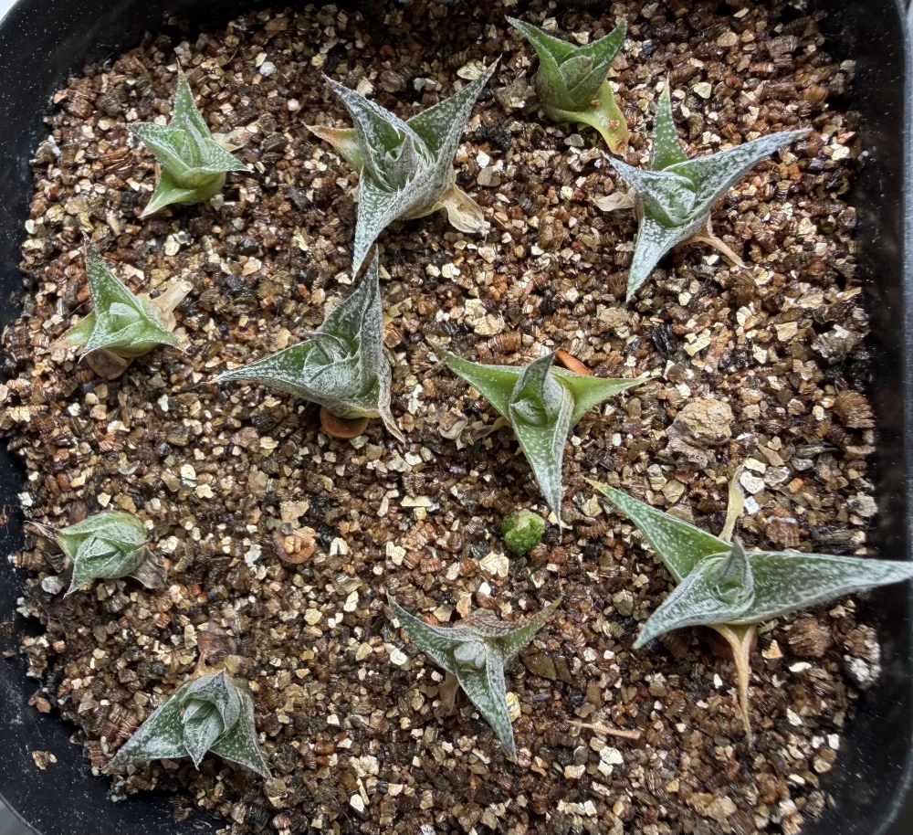 Dyckia marnier-lapostolii (ディッキア マルニエルラポストレイ)