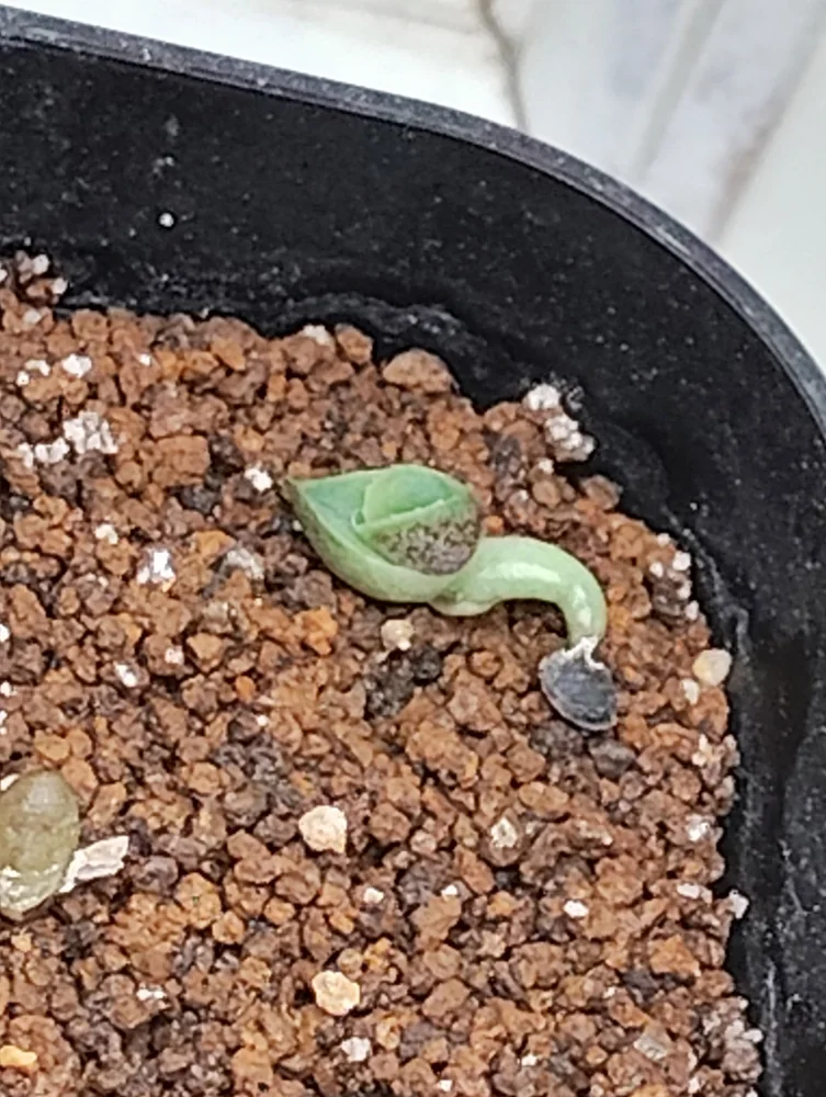 Agave lechuguilla (アガベ レチュギュラ)