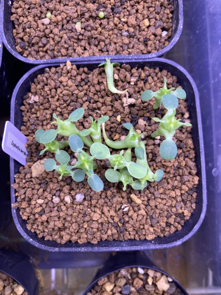 Euphorbia horrida var. norveldensis (ユーフォルビア ホリダ ノーベルデンシス)